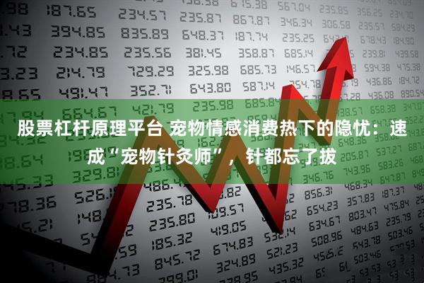 股票杠杆原理平台 宠物情感消费热下的隐忧：速成“宠物针灸师”，针都忘了拔